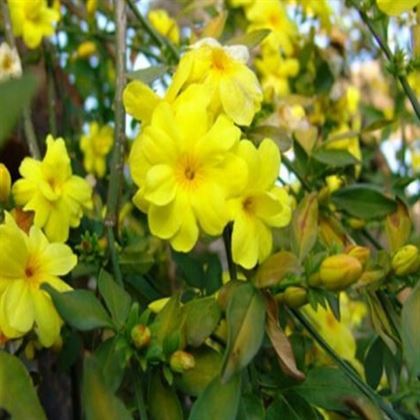 Sarı Yasemin Fidanı Sarılıcı Sarı Çiçekli