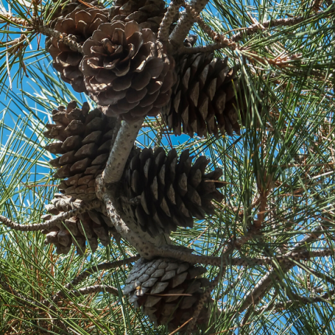 Kızılçam Fidanı Pinus Brutia