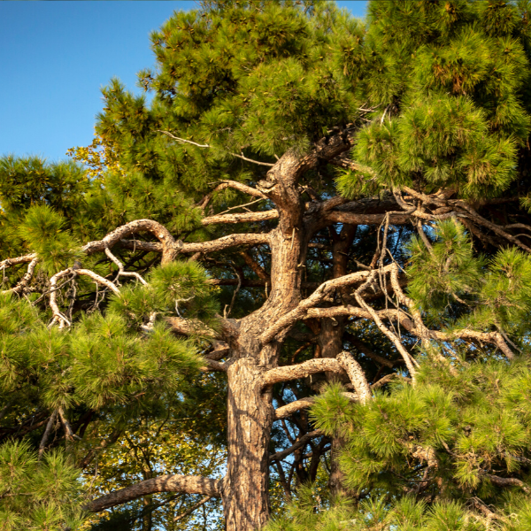 Kızılçam Fidanı Pinus Brutia