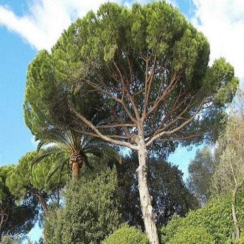 Sahil Çamı Fidanı (Pinus pinaster)