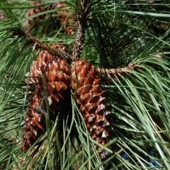 Sahil Çamı Fidanı (Pinus pinaster)