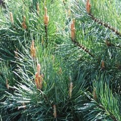 Sarıçam Fidanı Pinus sylvestris