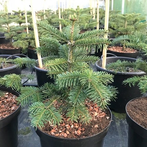 Kazdağı Göknarı Fidanı  (Abies nordmanniana