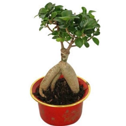 Bonsai Fidanı Ficus Gingseng 15 cm