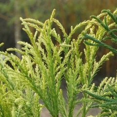 Kriptomerya Fidanı Japon kadife çamı Cryptomeria