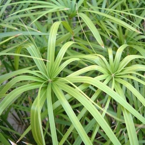 Japon Şemsiyesi Fidanı Dekoratif Çiçek