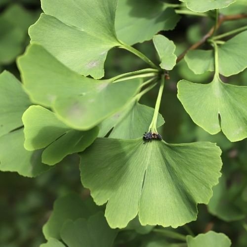 Mabet Ağacı Fidanı  Ginkgo Biloba.