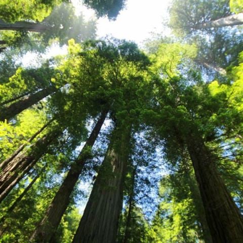Sahil Sekoya Fidanı Sequoia sempervirens