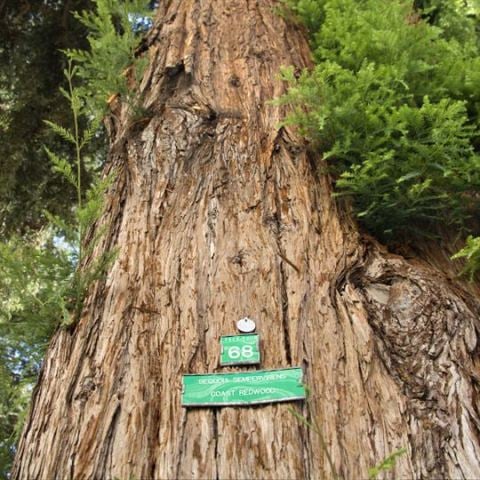 Sahil Sekoya Fidanı Sequoia sempervirens