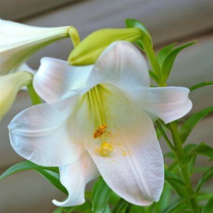 Beyaz Zambak Lilyum Çiçeği Lilium longiflorum