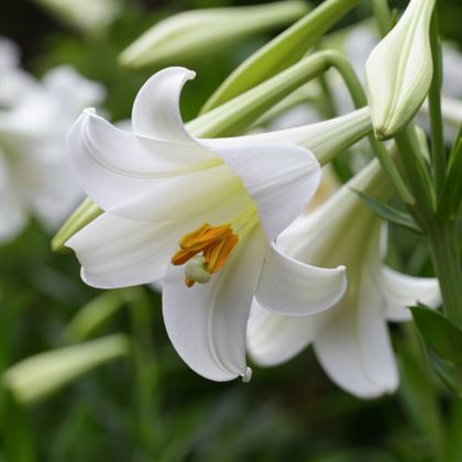 Beyaz Zambak Lilyum Çiçeği Lilium longiflorum