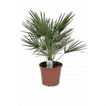 Bodur Akdeniz Palmiye Fidanı