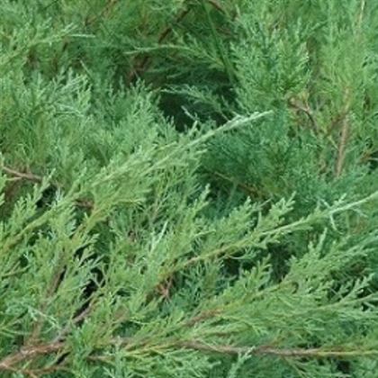 Horizantalis Ardıç Fidanı 30 cm Juniperus Horizontalis