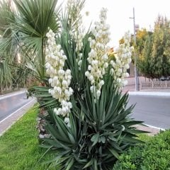 Alacalı Avize Çiçeği Yucca filamentosa  bright edge