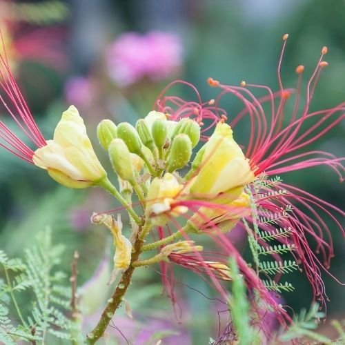 Bodur Akasya Paşa Bıyığı Fidanı Caesalpinia