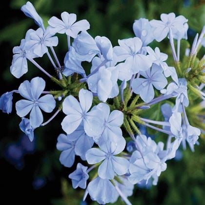 Mavi Yasemin Çiçeği Tam Mavili