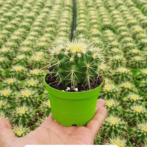 Altıntop Kaktüs Fidanı Echinocactus Grusonii