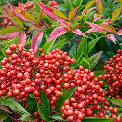 Nandina Domestica Cennet Bambusu Fidanı