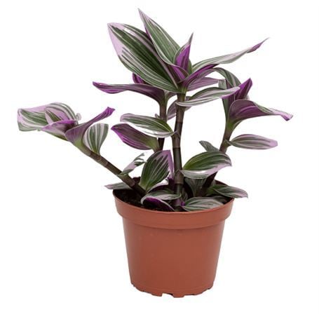 Pembe Telgraf Çiçeği  tradescantia