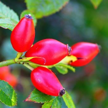 Rosa Rogasa Kuşburnu Fidanı