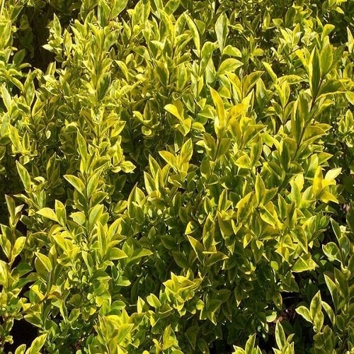 Alacalı Lüküstrüm Ligustrum Kurt Bağrı Fidanı
