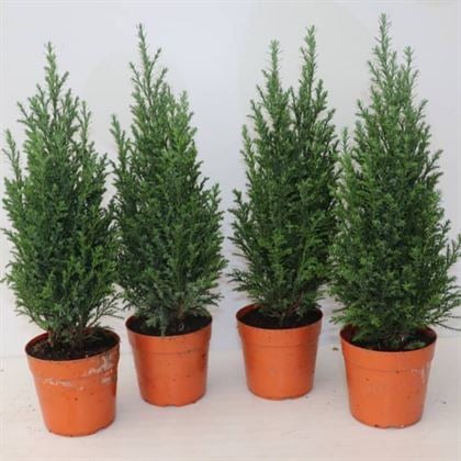 Elwoodii Çamı 80 cm  Elvudi Chamaecyparis  Ellwoodii