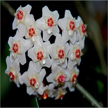 Hoya Çiçeği Mum Çiçeği