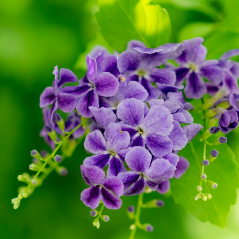 Unutma Beni Çiçeği Duranda Myosotis Palustris.