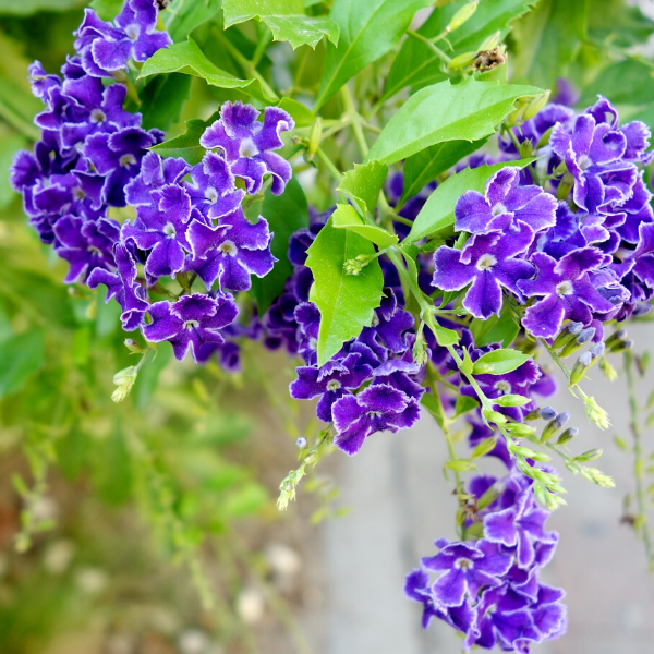 Unutma Beni Çiçeği Duranda Myosotis Palustris.
