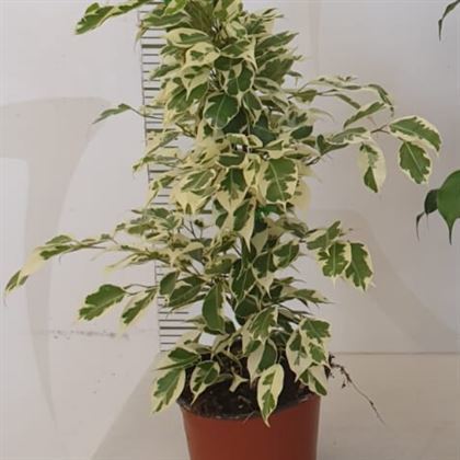 Alacalı Benjamin Fidanı 40 cm Benjamin Ficus