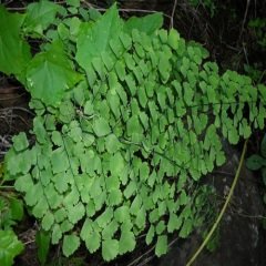 Eğrelti Kadın Saçı Çiçeği adiantum-raddianum