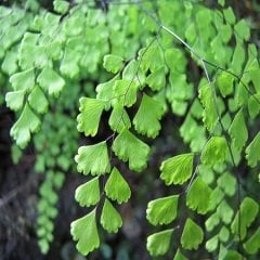 Eğrelti Kadın Saçı Çiçeği adiantum-raddianum