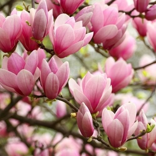 Pembe Çiçekli Manolya Fidanı Magnolia