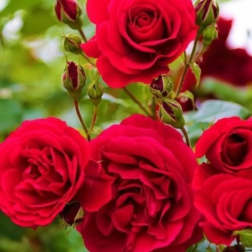 Mezarlık Çiçeği Kırmızı Kokulu Bulgar Gülü İri Çiçekli