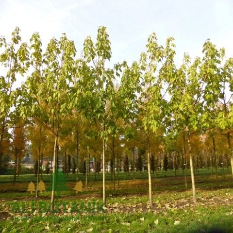 Çin Kavağı Pavlonya Bitkisi Kiri Ağacı