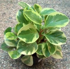 Alacalı Peperomia Çiçeği peperomia