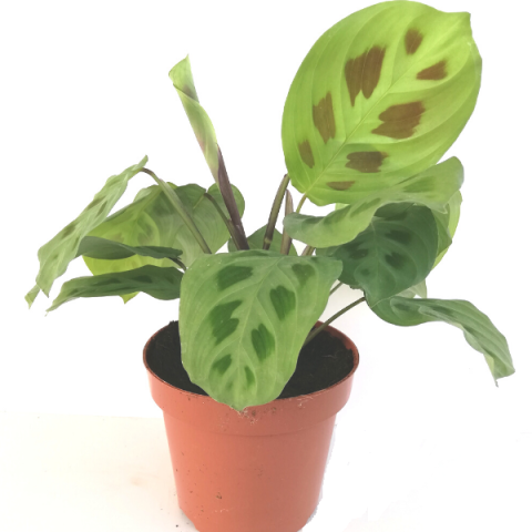 Dua Çiçeği Maranta Calathea Maranta