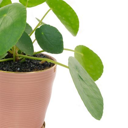 Pilea Çin Para Bitkisi Pilea Peperomioides