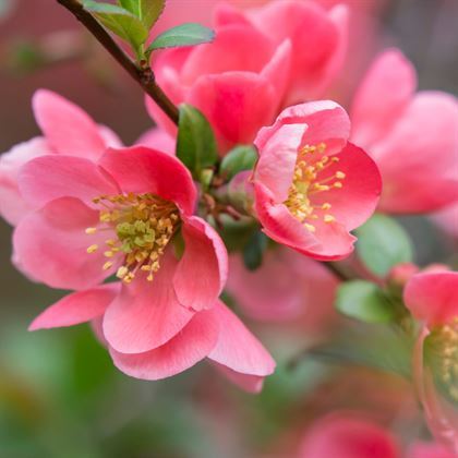 Bahar Dalı Çiçeği Japon Ayvası Pembe Çiçekli