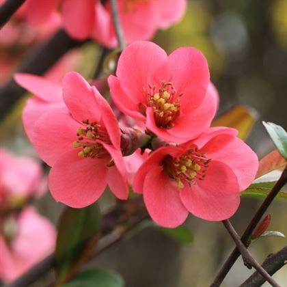 Bahar Dalı Çiçeği Japon Ayvası Pembe Çiçekli