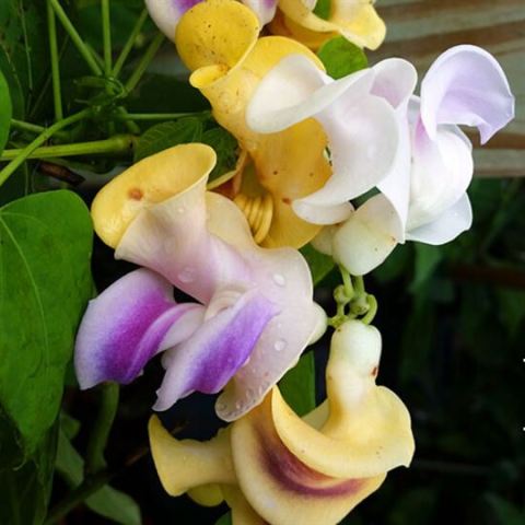 Selluka Çiçeği İzmir Sarmaşığı