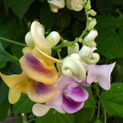 Selluka Çiçeği İzmir Sarmaşığı