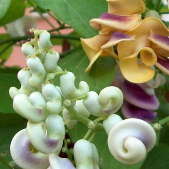 Selluka Çiçeği İzmir Sarmaşığı