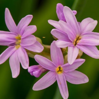 Sosyete Sarımsağı Çiçeği Tulbaghia Violacea