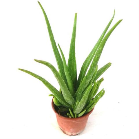 Aloe Vera Çiçeği