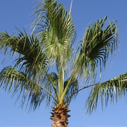 Palmiye Ağacı İzmir Palmiye