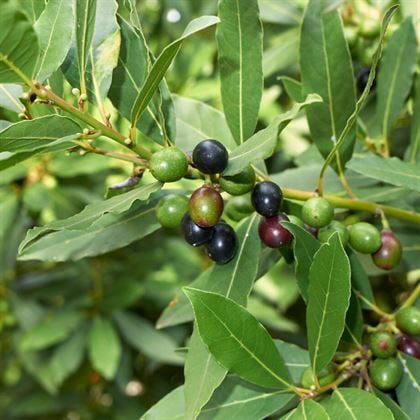 Defne Ağacı Fidanı 45 cm