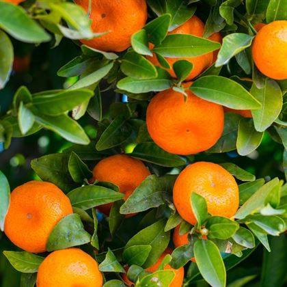 Satsuma Mandalina Fidanı