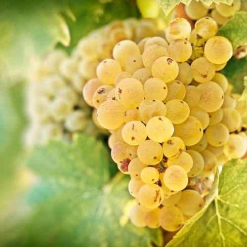 Çavuş Üzümü Fidanı Vitis Vinifera