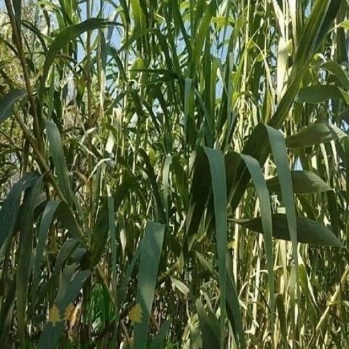 Kargı Kamışı Arundo Donax Yaş Satış 5 adet 150 cm